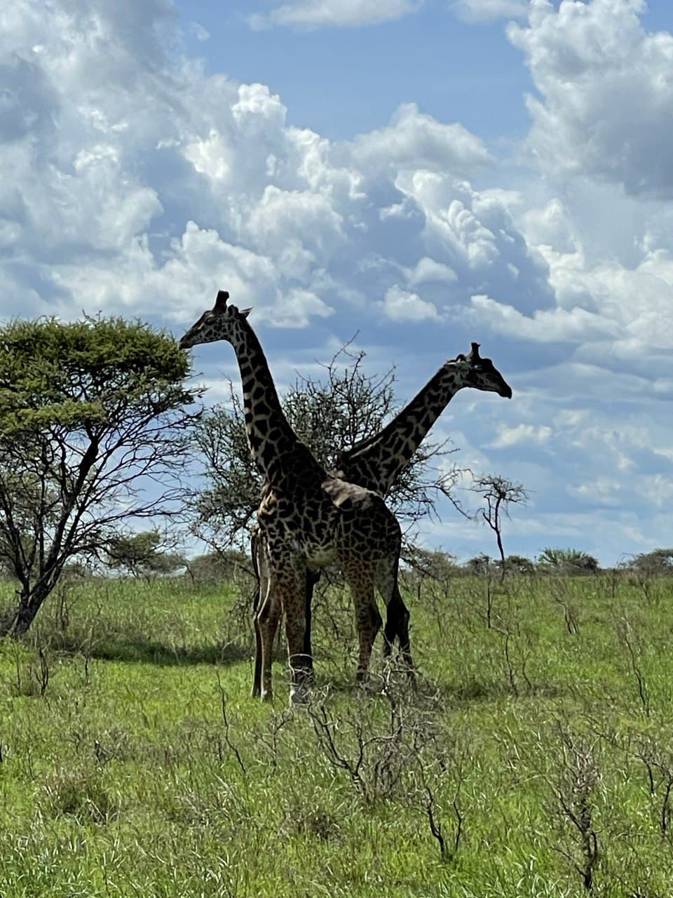Safari, Serengeti National Park